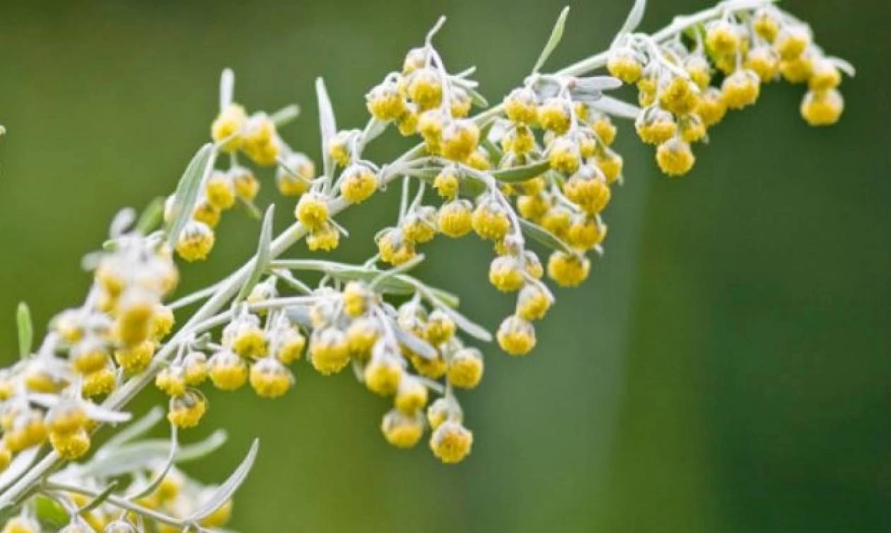 Αρτεμισία: Το κρητικό βότανο που καταπολεμά τα καρκινικά κύτταρα!